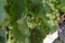 Visita a Bodega LoAlto con Cata de Vinos para dos (Venta del Moro, Valencia)