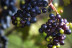 Visita a Viñedos y Bodega Vera de Estenas con Cata de 3 Vinos y Degustación de Aperitivos para dos (Utiel, Valencia)