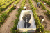 Visita a Viñedos y Bodega Vera de Estenas con Cata de 3 Vinos y Degustación de Aperitivos para dos (Utiel, Valencia)