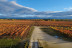 Visita y Cata de Vino Premium en Bodega y Viñedos Martín Berdugo (Aranda de Duero, Burgos)