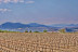 Visita a Bodega con Cata de Vinos, Tapa y Comida para dos en Bodegas Bocopa (Alicante)