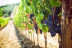 Visita a Bodegas Andrade, Viñas y Museo del Vino con Vermut, Cata de Vinos y Tapas para dos (Huelva)