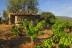 Visita guiada a Bodegas Canopy y Cata de Vinos con Aperitivo para dos (Camarena, Toledo)
