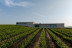 Visita Guiada, Degustación de Vinos, Embutidos y Quesos para dos en Bodegas Carramimbre (Peñafiel, Valladolid)