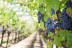 Visita a Bodegas Peral, Cata de 3 Vinos y Tapa de Bienvenida (Colmenar de Oreja, Madrid) 