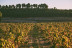 Visita a Tovar Bodega de Bodegas con Cata de Vinos y Comida para dos (Trigueros del Valle, Valladolid)