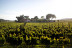 Visita a Bodegas Enrique Mendoza y Cata de Vinos en Castellano (Alfaz del Pi, Alicante)