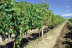 Visita a Bodegas Enrique Mendoza y Cata de Vinos en Castellano (Alfaz del Pi, Alicante)