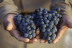 Visita a Bodegas Enrique Mendoza y Cata de Vinos en Castellano (Alfaz del Pi, Alicante)