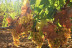Visita a Bodegas Iglesias, Cata de Vinos y Aperitivo para dos (Bolullos, Huelva)