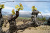 Visita a Bodega y Cata de Vinos Ecológicos y Biodinámicos para dos en Bodegas Laukote (Laguardia, Álava)