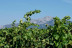 Visita a Bodega y Cata de Vinos Ecológicos y Biodinámicos para dos en Bodegas Laukote (Laguardia, Álava)