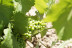 Visita guiada a Bodega Las Virtudes con Cata de Vinos y Aceites con Aperitivo y Degustación de Fondillón (Villena, Alicante)
