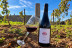 Visita Guiada, Cata de Vinos y Pa Amb Oli Mallorquí en Bodega Can Morgan (Mallorca)