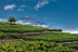 Visita a las Bodegas Monje con Cata y Aperitivo para dos (El Sauzal, Tenerife)