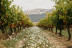 Visita con Cata de Vinos en Bodegas Solar de Samaniego (Laguardia, Álava)