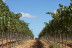 Cata de Vino en Bodega SON PRIM (Sencelles, Mallorca)