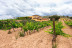 Visita a Bodegas Valdubón, Cata de Vinos y Menú Castellano con Lechazo (Milagros, Burgos)