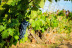 Visita "Conoce Legado de Orniz" con Degustación de Vinos para dos (San Román de Hornija, Valladolid)