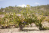Visita a Viñedos y a Bodegas Volver con Cata y Maridaje para dos (Pinoso, Alicante)