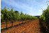 Visita a Bodega y Degustación de Vinos para dos en Bodega Les Useres (Castellón)