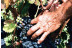Visita a Bodega y Degustación de Vinos para dos en Bodega Les Useres (Castellón)