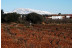 Visita a Bodega y Degustación de Vinos para dos en Bodega Les Useres (Castellón)