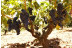 Visita a Bodega y Degustación de Vinos para dos en Bodega Les Useres (Castellón)