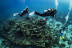 Bautismo de Buceo con Fotos y Vídeo (San Pedro del Pinatar, Murcia)