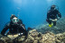 Bautismo de Buceo con Fotos y Vídeo (San Pedro del Pinatar, Murcia)