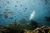 Bautismo de Buceo con Fotos y Vídeo (San Pedro del Pinatar, Murcia)