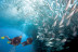 Bautismo de Buceo para dos (Tarifa, Cádiz)
