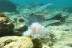 Bautismo de Buceo para dos (Tarifa, Cádiz)