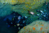 Bautismo de Buceo desde Barco en Costa Adeje (Santa Cruz de Tenerife)