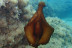 Bautismo de Buceo en Cala Gogo (Sant Antoni de Calonge, Costa Brava)