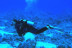 Bautismo de Buceo para dos (Fuengirola, Málaga)