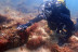Bautismo de Buceo con Fotos en Isla de Mouro (Santander, Cantabria)