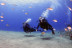Bautismo de Buceo en Playa Chica del Puerto del Carmen (Lanzarote)