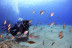 Bautismo de Buceo en Playa Chica del Puerto del Carmen (Lanzarote)