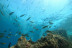 Bautismo de Buceo (Las Palmas, Lanzarote)