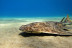 Bautismo de Buceo (Las Palmas, Lanzarote)