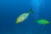 Bautismo de Buceo (Málaga)