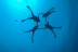 Descubre el  Buceo PADI para dos (Tossa de Mar, Girona)