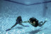 Bautismo de Buceo en Piscina con Fotos y Vídeo (Madrid)