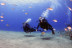 Bautismo de Buceo para dos en Playa Chica del Puerto del Carmen (Lanzarote)