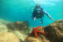Bautizo de Buceo (Playa del Jablillo, Lanzarote)