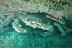 Bautismo de Buceo en la Ría de Viveiro (Lugo)