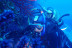 Bautismo de Buceo en el Parque Natural del Cabo de Creus (Roses, Girona)