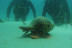 Bautismo de Buceo en Tarifa o La Caleta (Cádiz)