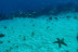 Bautismo de Buceo en Tarifa o La Caleta (Cádiz)